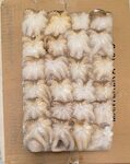 POLIPETTI INDOPACIFICI 20/40 VERY CHEF 6X2 KG
