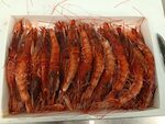 GAMBERI ROSSI MOZAMBICO 'XL' 12X800 GR