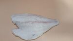 ORATA FILETTO 160/220 PESO PIENO TURCHIA X3,5