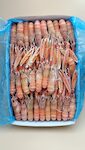 SCAMPI PORCUPINE 16/20 3X3 KG