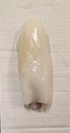 CALAMARI MAROCCO 3P PULITI PESO PIENO 1X6