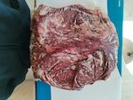 Vitellone Germanico scamone Norland circa 6