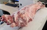 CAPRETTI CARCASSA SENZA TESTA 4/6 KG circa 15