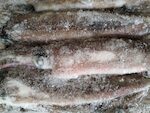 CALAMARI PATAGONIA 14/16 circa 20 kg.