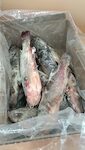 PESCE GATTO EVISCERATO GROSSO 1X5 KG