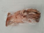 Totano Atlantico Marocco 2P con pelle peso pieno 1x5