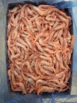 GOBBETTI 16/200 POLAR X4,5