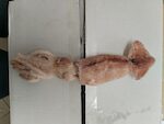 TOTANO BROSUS ATLANTICO IQF 1X6