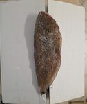 SOGLIOLA ADRIATICA 80/120 PP X3