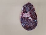 VITELLO OSSOBUCO ANTERIORE NAZIONALE 1X5