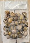 VONGOLE VERACI C/G 60/90 PP 6X500