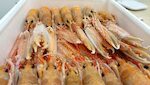 SCAMPI DK AZOTO POLY6/9 PESO PIENO X2