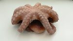 PIOVRE MAROCCO BLUE OCTOPUS 1X7