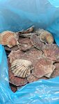CAPESANTE INTERE FRANCIA 5/7 1X10 KG