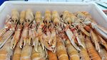 SCAMPI DANIMARCA AZOTO POLY 10/15 PESO PIENO X2
