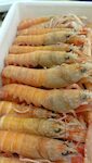 SCAMPI DK AZOTO POLY 16/20 PESO PIENO X2