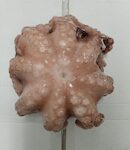 PIOVRE MAROCCO T5 1200/1500 SALGADO circa 12