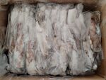 CALAMARI MAROCCO 3P PESO PIENO IWP BORDO 4Xcirca5