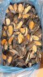Cozze mezzo guscio 60/80 Cile peso pieno 10x900