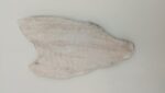 Orata Filetto 80/120 Peso Pieno Turchia x5