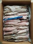 CALAMARI PAT.C4L 11/13 PESCANOVA CIRCA 5KG