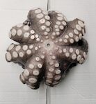 PIOVRE CILE T4 1500/2000 circa 9