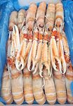 SCAMPI PORCUPINE 0/5 3X3 KG