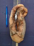 TOTANO TENTACOLI CRUDI 1/2 X8