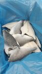 FILETTI DI ORATA 220+ GR CON PELLE 1X5 KG