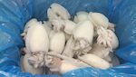 SEPPIE SENEGAL 50/100 1X6 KG.