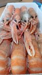 SCAMPI DK 8/12 AZOTO PESO PIENO 6X800