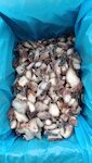 POLPO COTTO TAGLIATO 1X2,4 KG