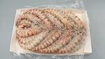 MAZZANCOLLE TUNISIA '1' BORDO 12X1 KG