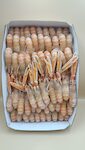 SCAMPI IRLANDA 16/20 3X3 KG