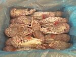 ARAGOSTE MAURITANIA ROSSE 200/400 1X11 KG CIRCA