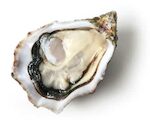 Ostriche fresche 'Pleiade' 12pz
