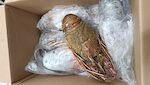 ARAGOSTE MAURITANIA 800/1000 1X10 KG