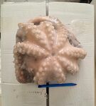 PIOVRE MAROCCO T4 1500/2000 1X12