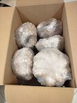 PIOVRE MAROCCO 1500/2000 'MOYSEAFOOD' 1X11 KG CIRCA